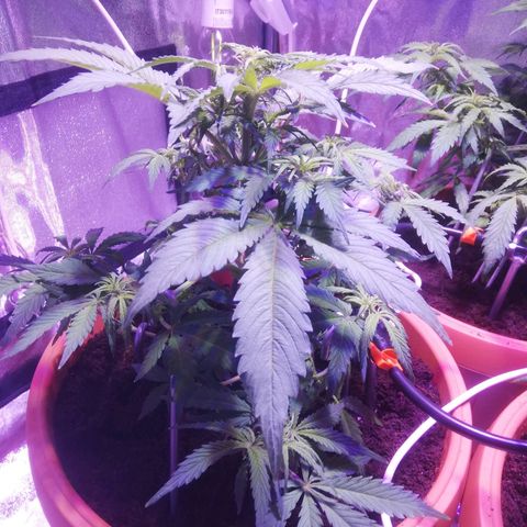 Northern lights auto  growlog timeline photo