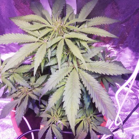 Northern lights auto  growlog timeline photo