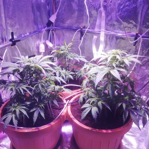 Northern lights auto  growlog timeline photo