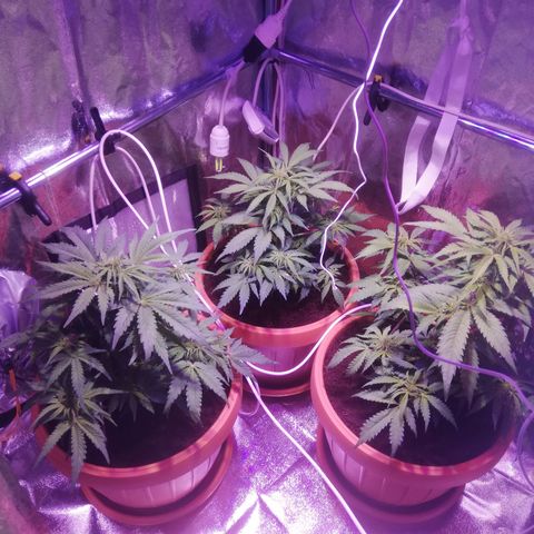 Northern lights auto  growlog timeline photo