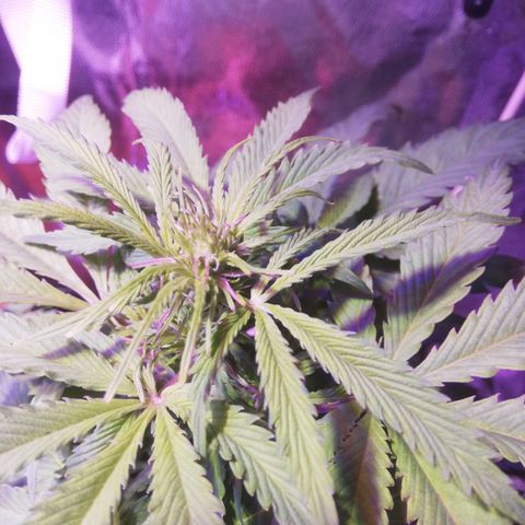 Northern lights auto  growlog timeline photo