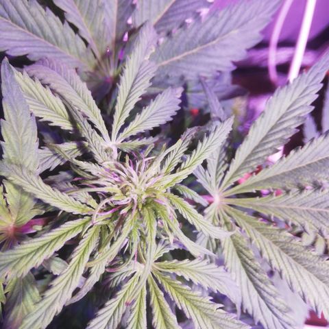 Northern lights auto  growlog timeline photo