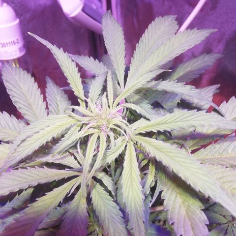 Northern lights auto  growlog timeline photo