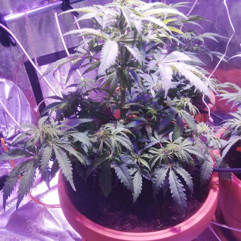 Northern lights auto  growlog timeline photo
