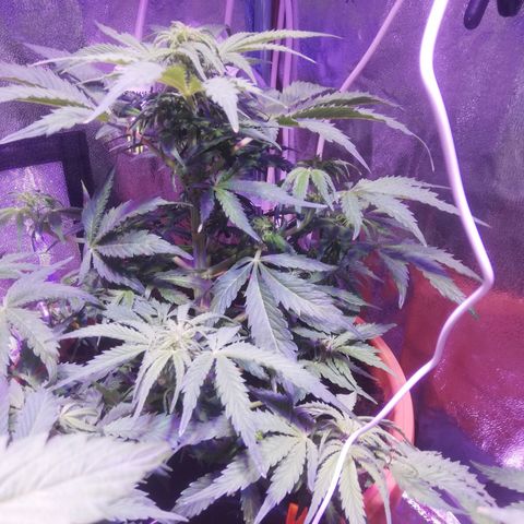 Northern lights auto  growlog timeline photo