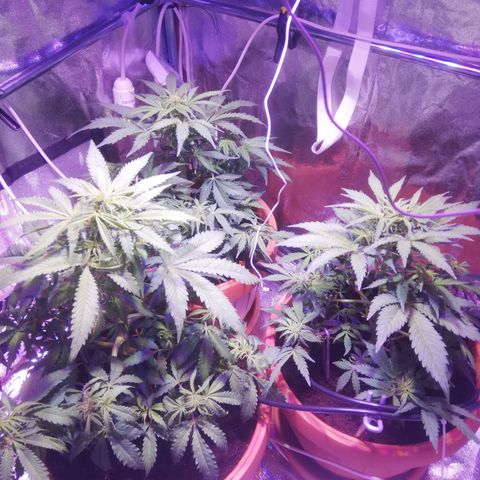 Northern lights auto  growlog timeline photo