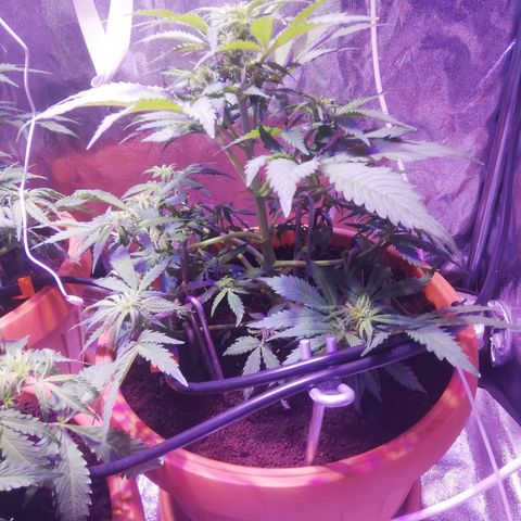 Northern lights auto  growlog timeline photo