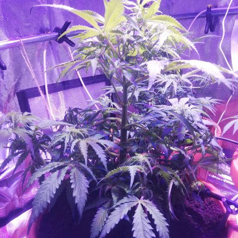 Northern lights auto  growlog timeline photo