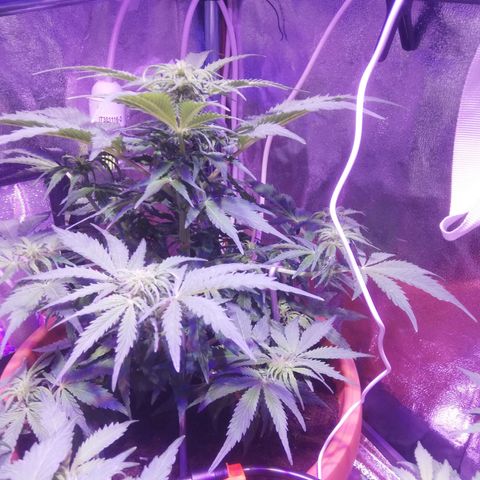Northern lights auto  growlog timeline photo