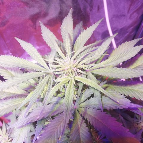 Northern lights auto  growlog timeline photo
