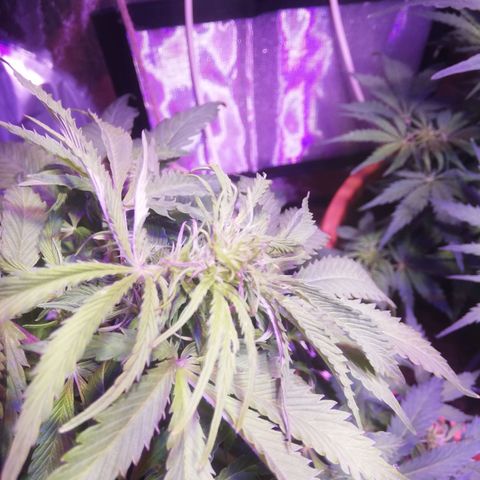 Northern lights auto  growlog timeline photo