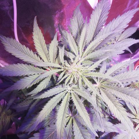 Northern lights auto  growlog timeline photo