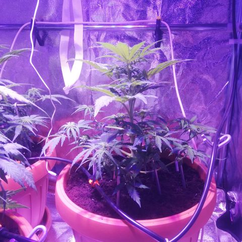 Northern lights auto  growlog timeline photo