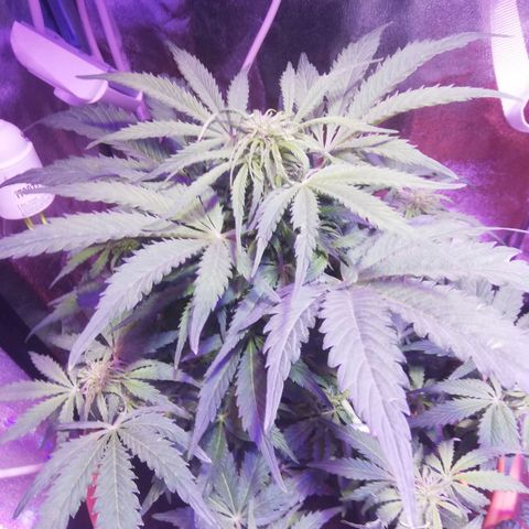 Northern lights auto  growlog timeline photo
