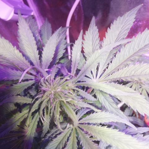 Northern lights auto  growlog timeline photo