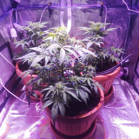 Northern lights auto  growlog timeline photo