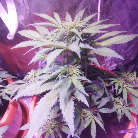 Northern lights auto  growlog timeline photo