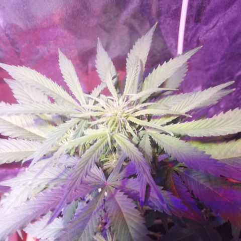 Northern lights auto  growlog timeline photo
