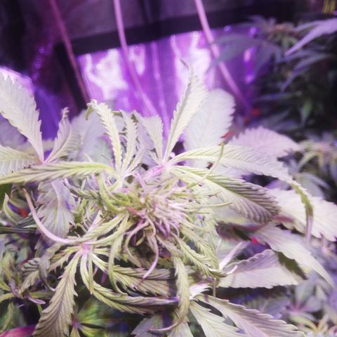 Northern lights auto  growlog timeline photo