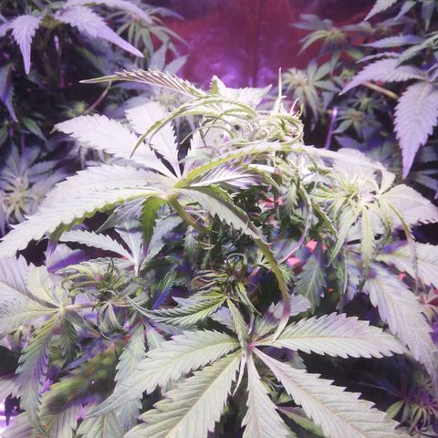 Northern lights auto  growlog timeline photo