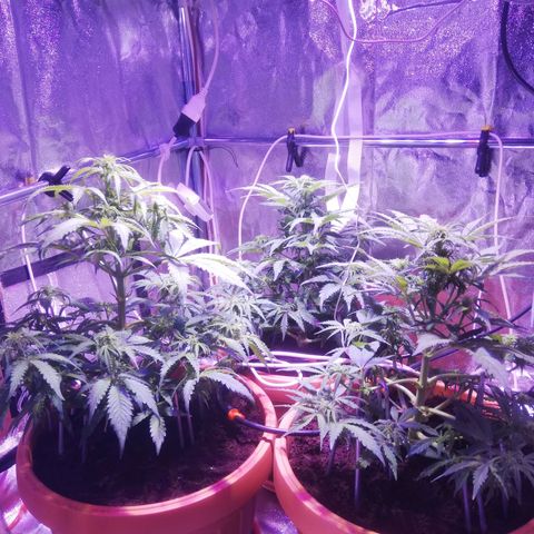 Northern lights auto  growlog timeline photo
