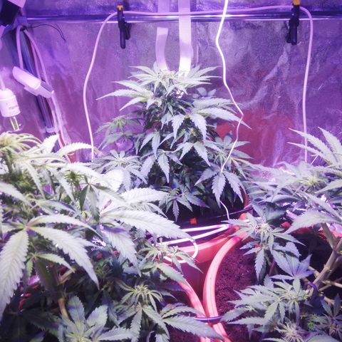 Northern lights auto  growlog timeline photo