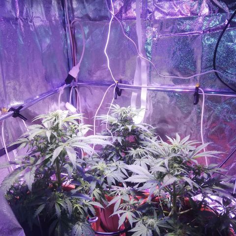 Northern lights auto  growlog timeline photo