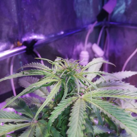 Northern lights auto  growlog timeline photo