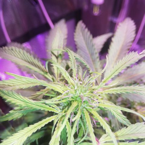 Northern lights auto  growlog timeline photo