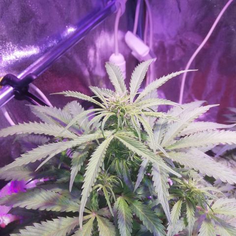 Northern lights auto  growlog timeline photo
