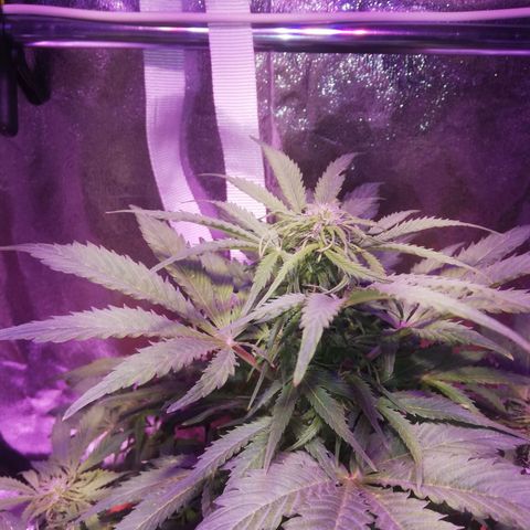 Northern lights auto  growlog timeline photo