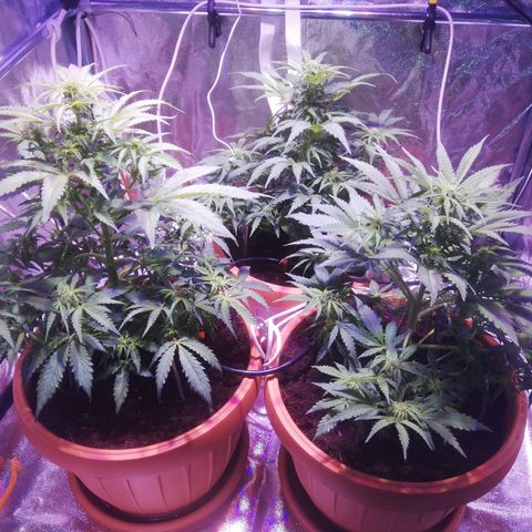 Northern lights auto  growlog timeline photo