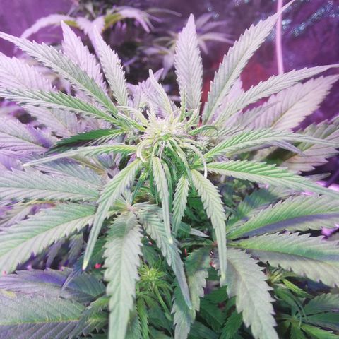 Northern lights auto  growlog timeline photo