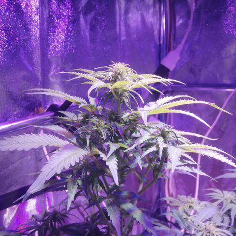 Northern lights auto  growlog timeline photo