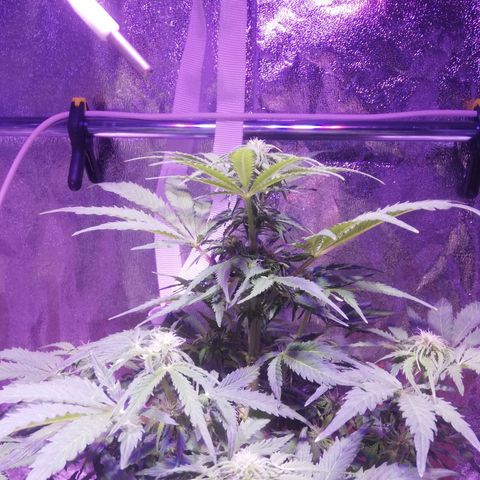 Northern lights auto  growlog timeline photo