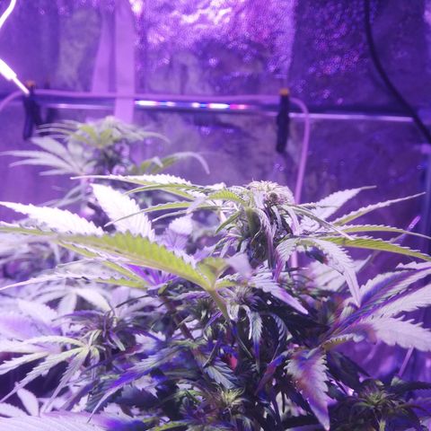 Northern lights auto  growlog timeline photo