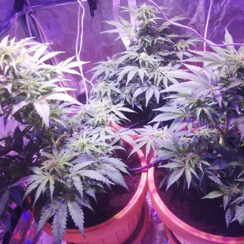 Northern lights auto  growlog timeline photo
