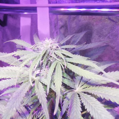 Northern lights auto  growlog timeline photo