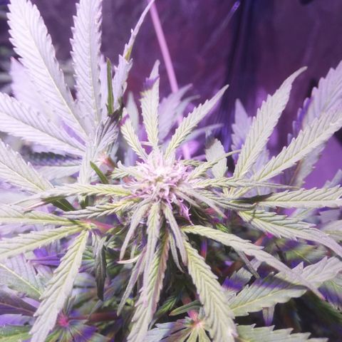 Northern lights auto  growlog timeline photo