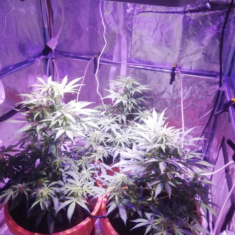 Northern lights auto  growlog timeline photo
