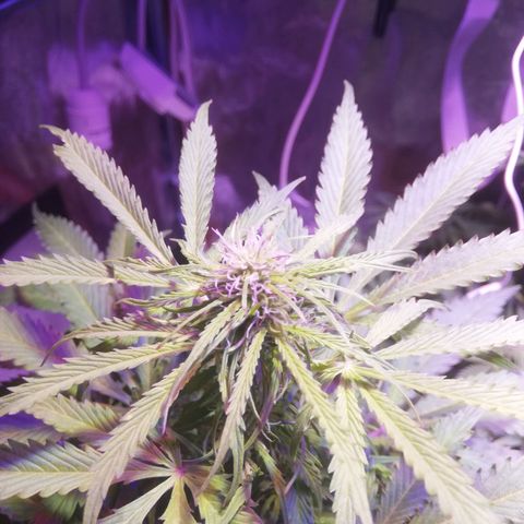 Northern lights auto  growlog timeline photo