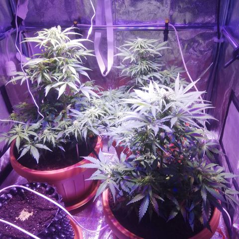 Northern lights auto  growlog timeline photo