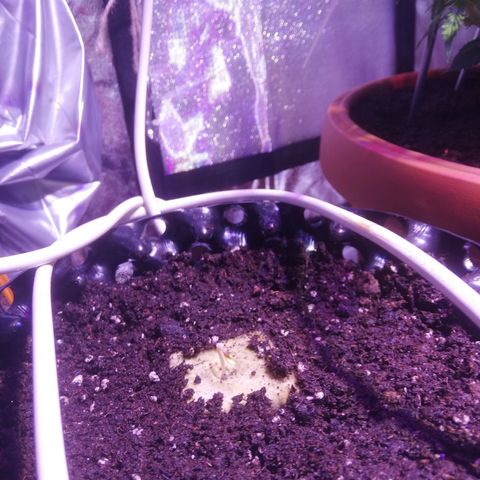 Northern lights auto  growlog timeline photo