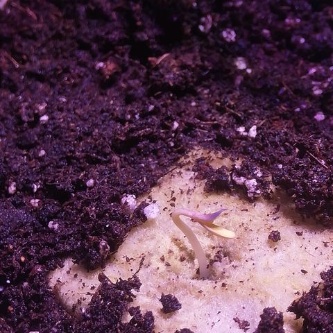 Northern lights auto  growlog timeline photo