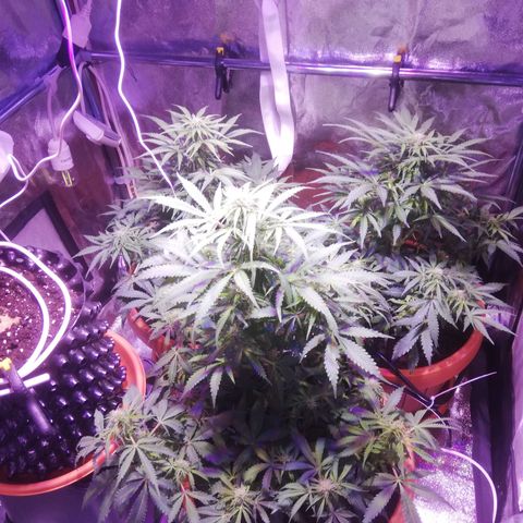 Northern lights auto  growlog timeline photo