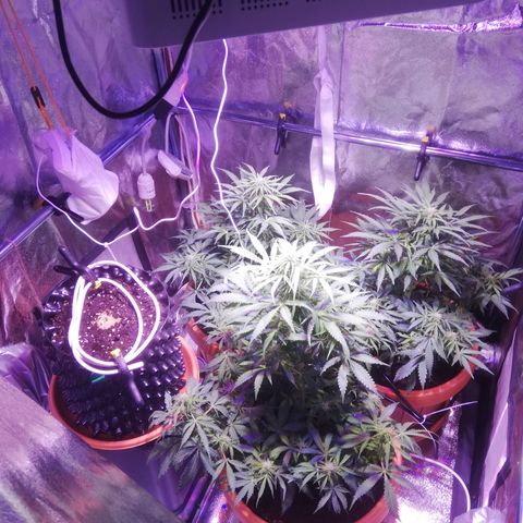 Northern lights auto  growlog timeline photo