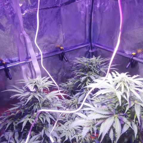 Northern lights auto  growlog timeline photo