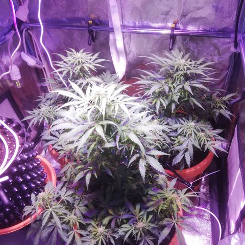 Northern lights auto  growlog timeline photo