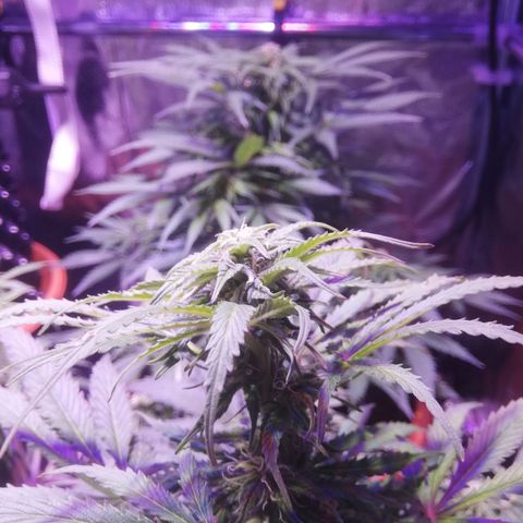 Northern lights auto  growlog timeline photo