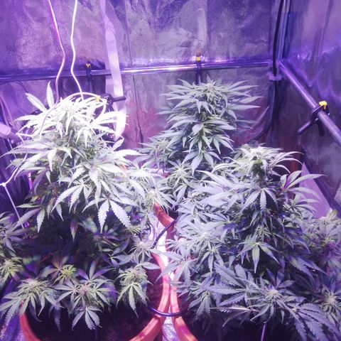 Northern lights auto  growlog timeline photo